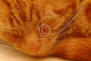 Purrfect sleep